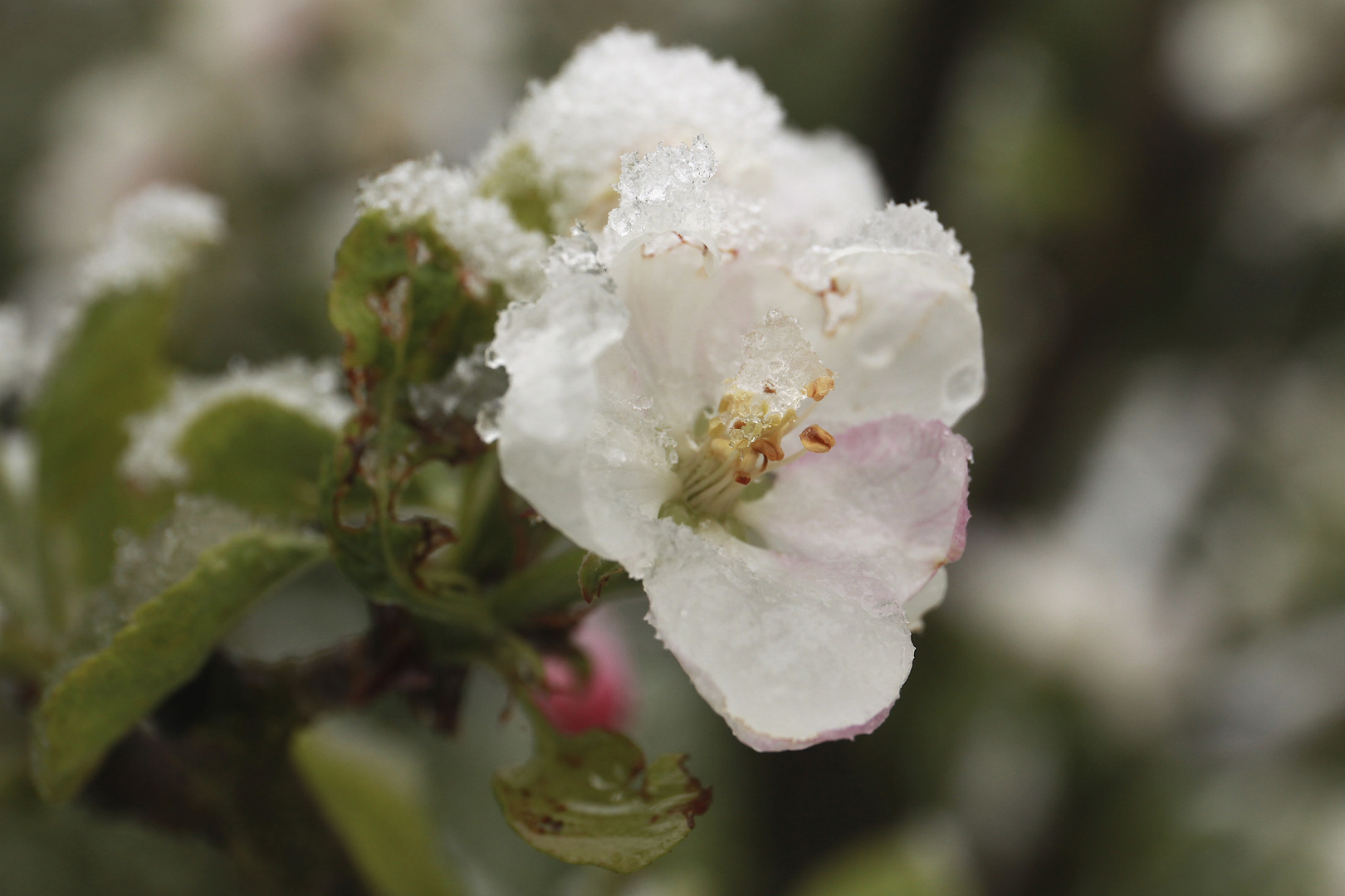 Apfelblüte bei Frost