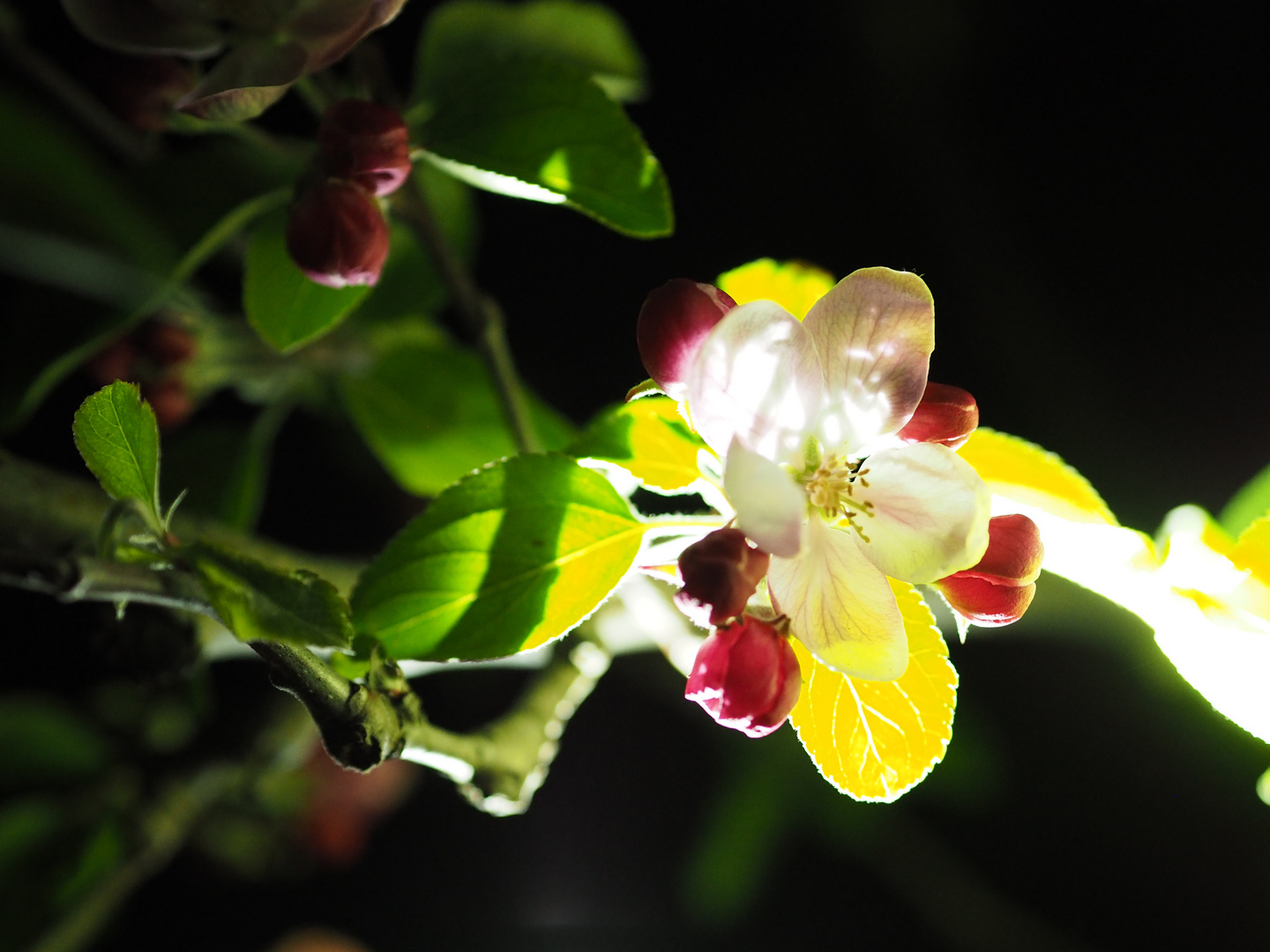 Apfelblüte bei Nacht