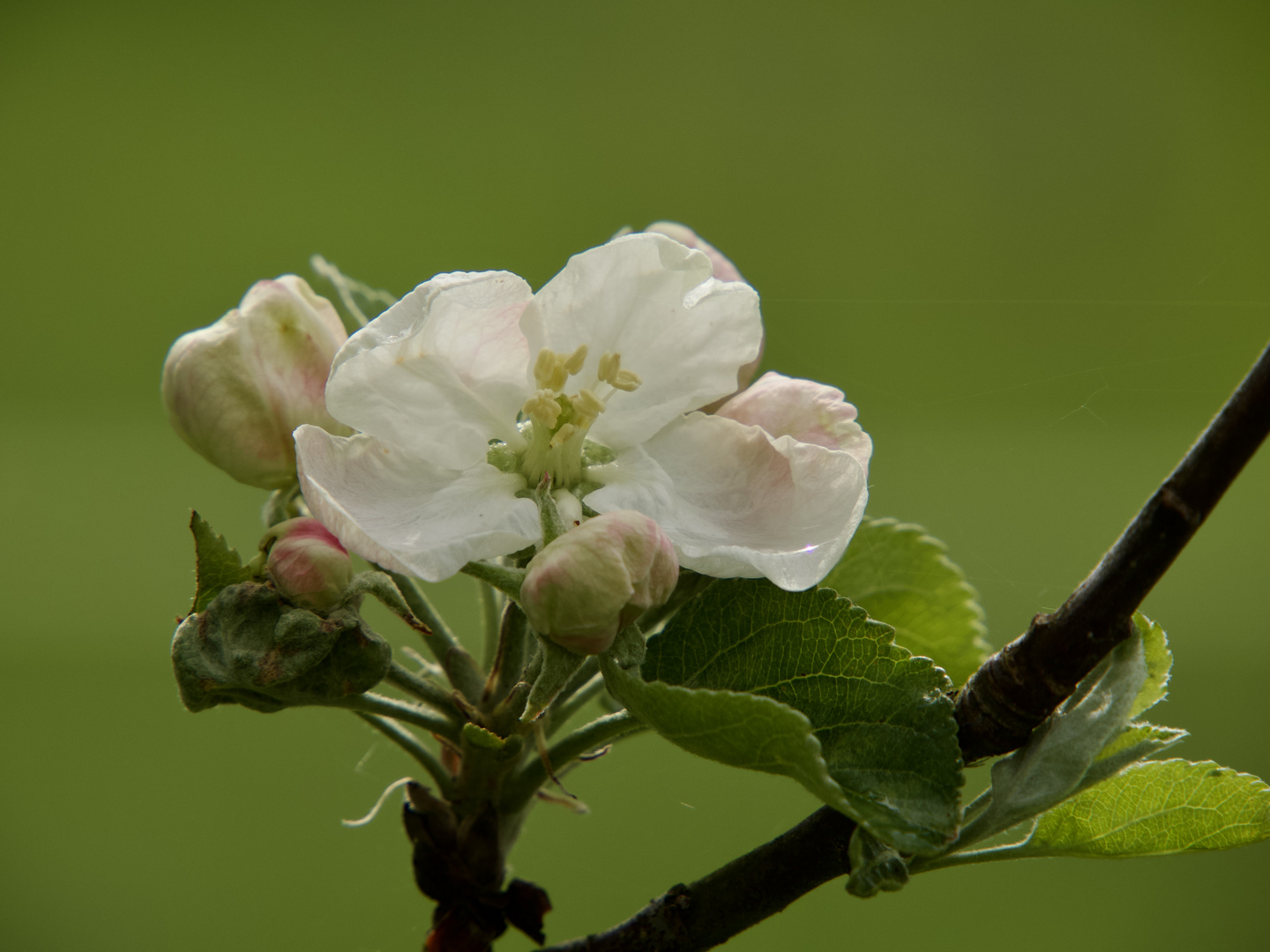 Apfelblüte … Bienenwetter muss her