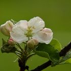 Apfelblüte … Bienenwetter muss her