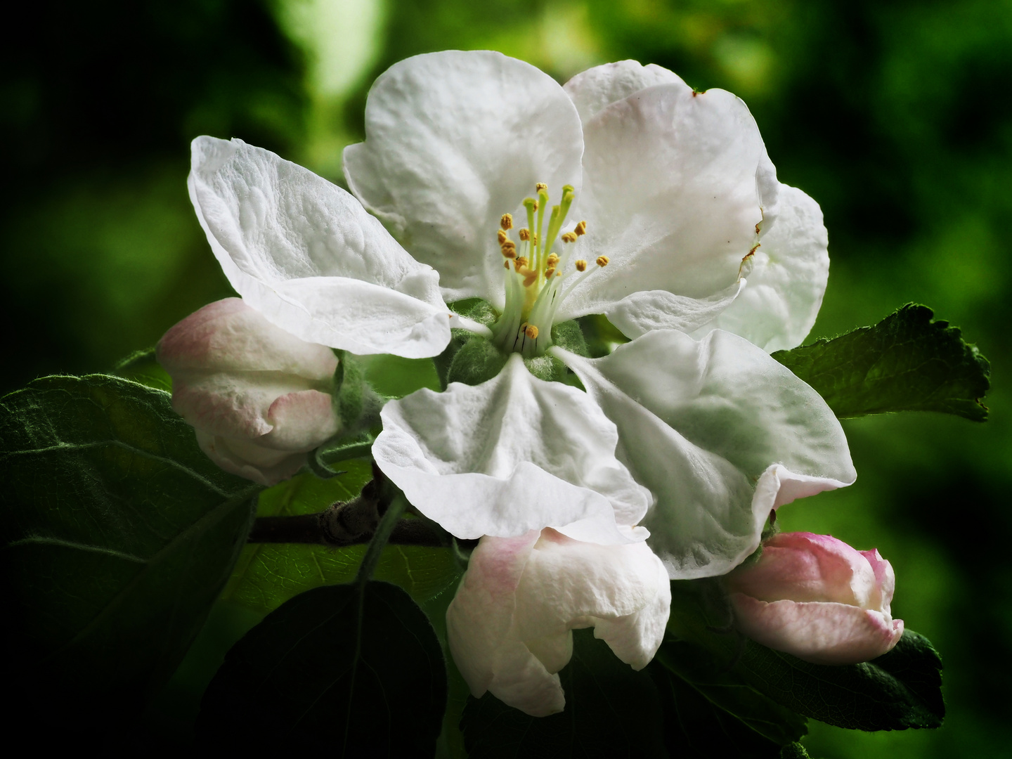 Apfelblüte bunt