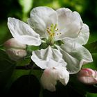 Apfelblüte bunt