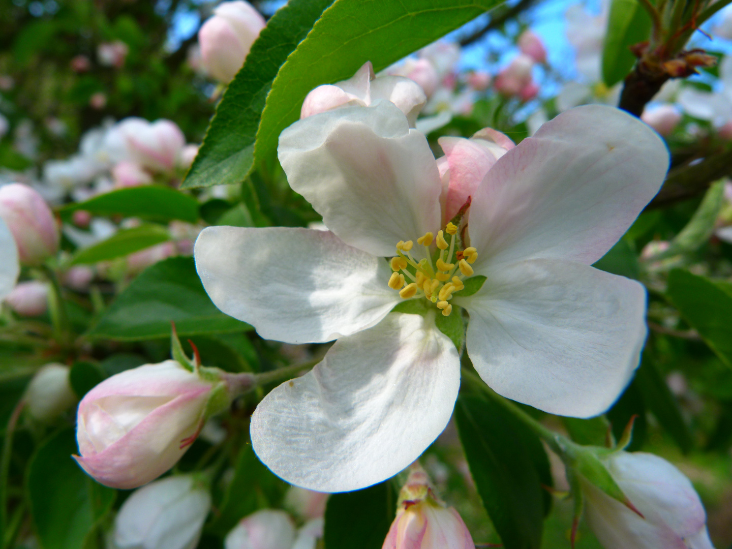 Apfelblüte