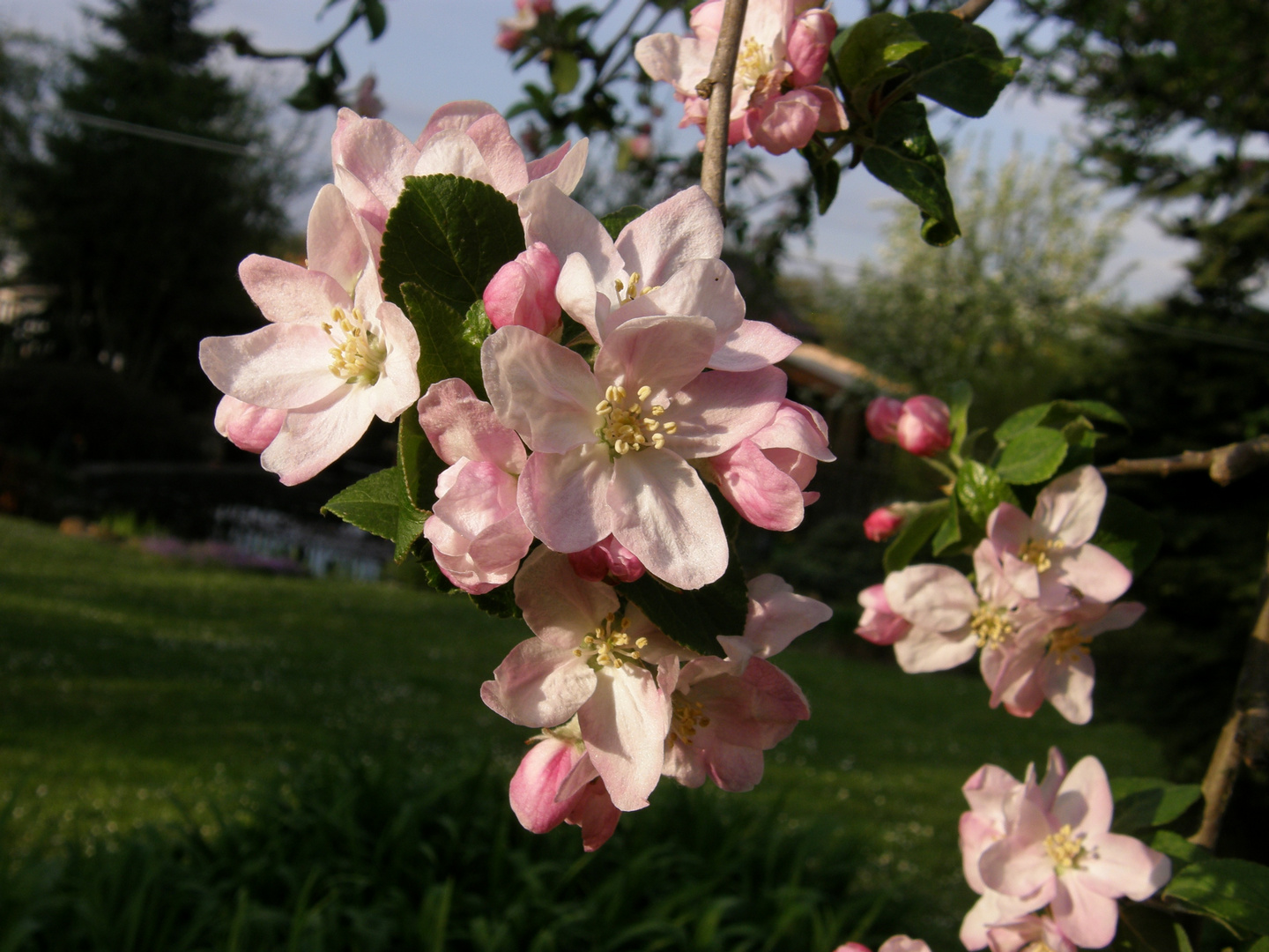 Apfelblüte