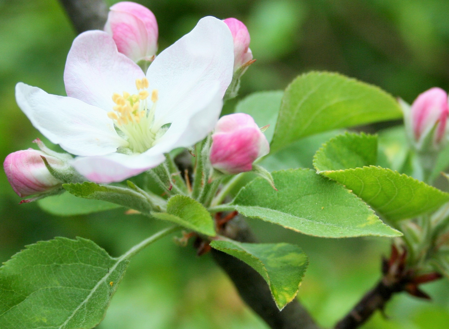 Apfelblüte