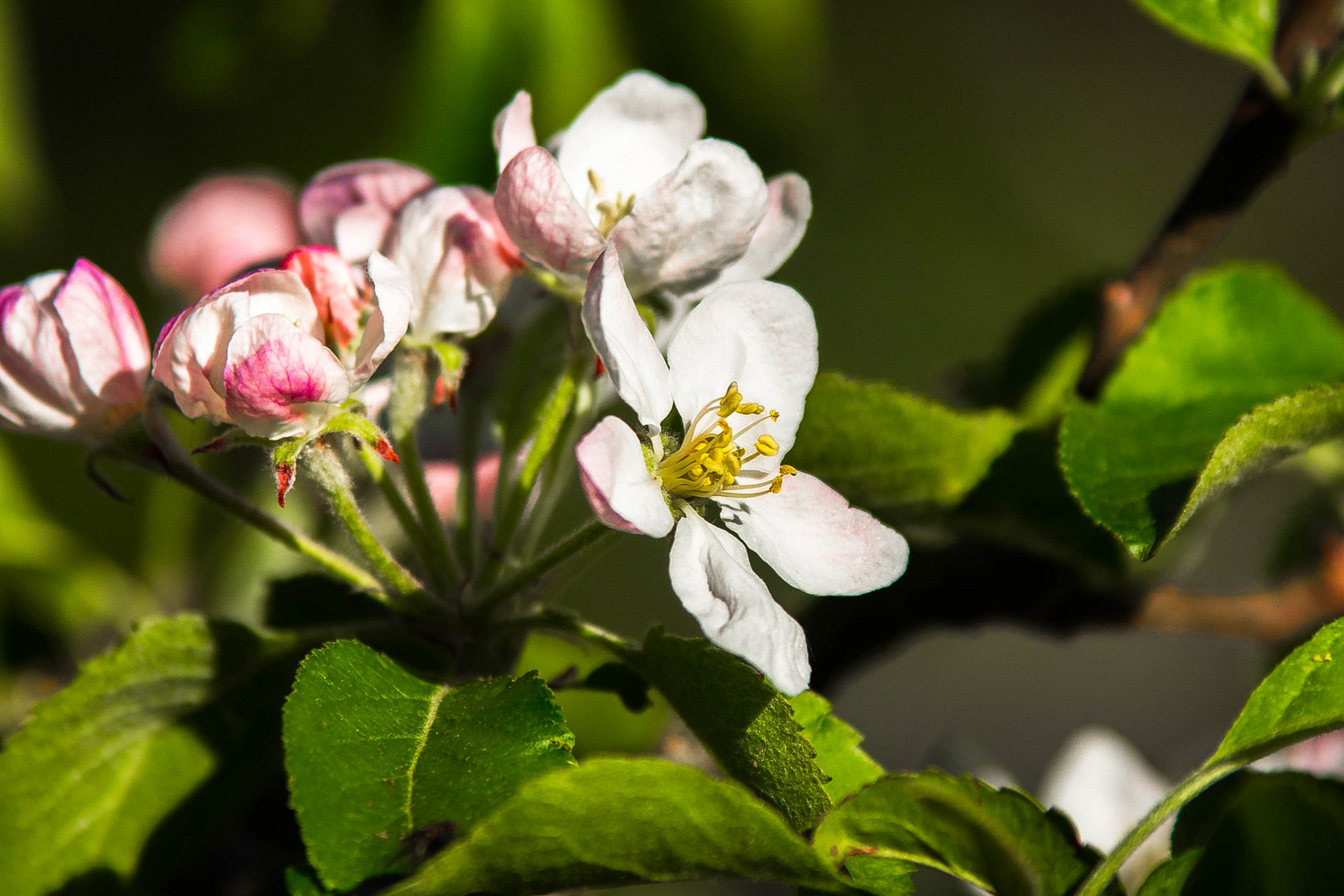 Apfelblüte