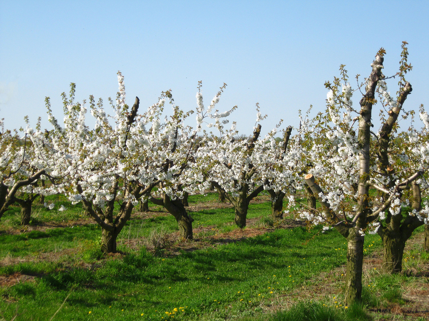 Apfelblüte