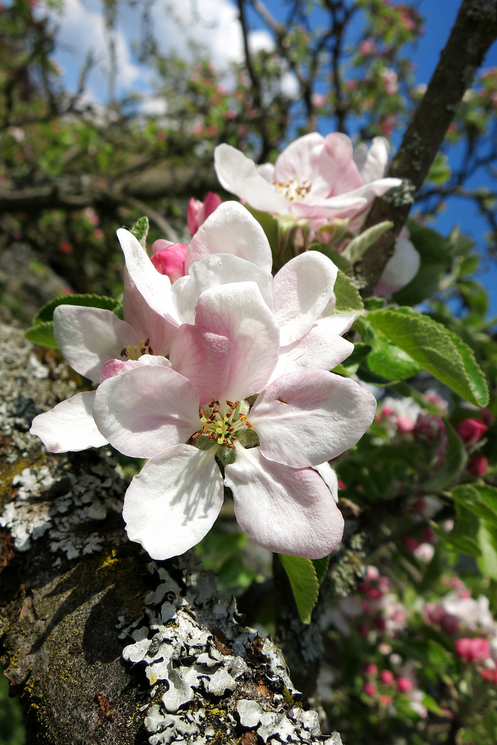 Apfelblüte