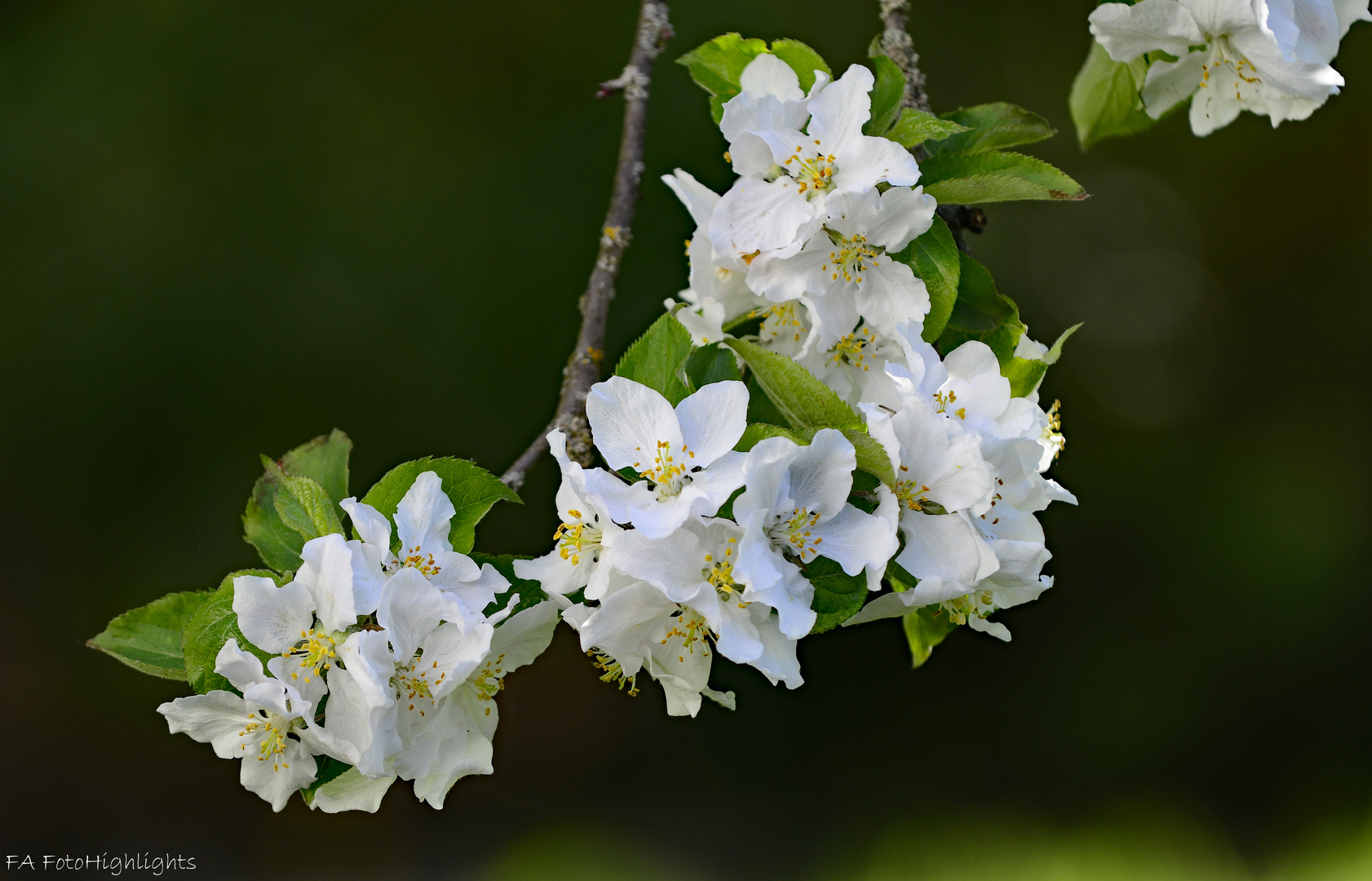 Apfelblüte