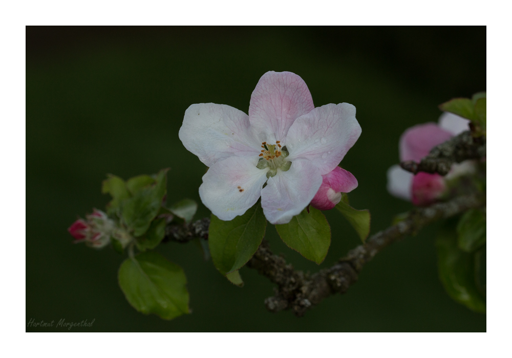 Apfelblüte