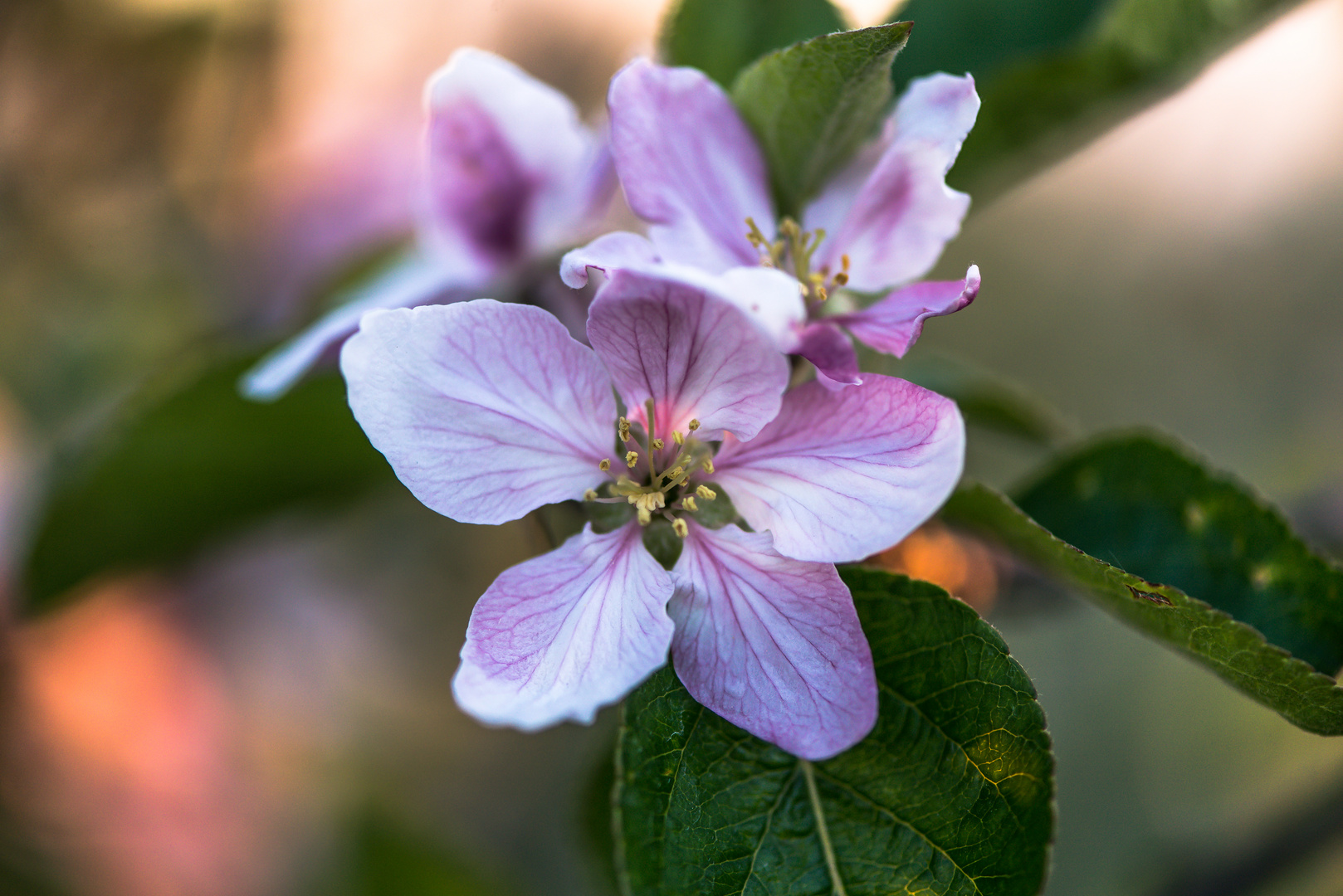 Apfelblüte 