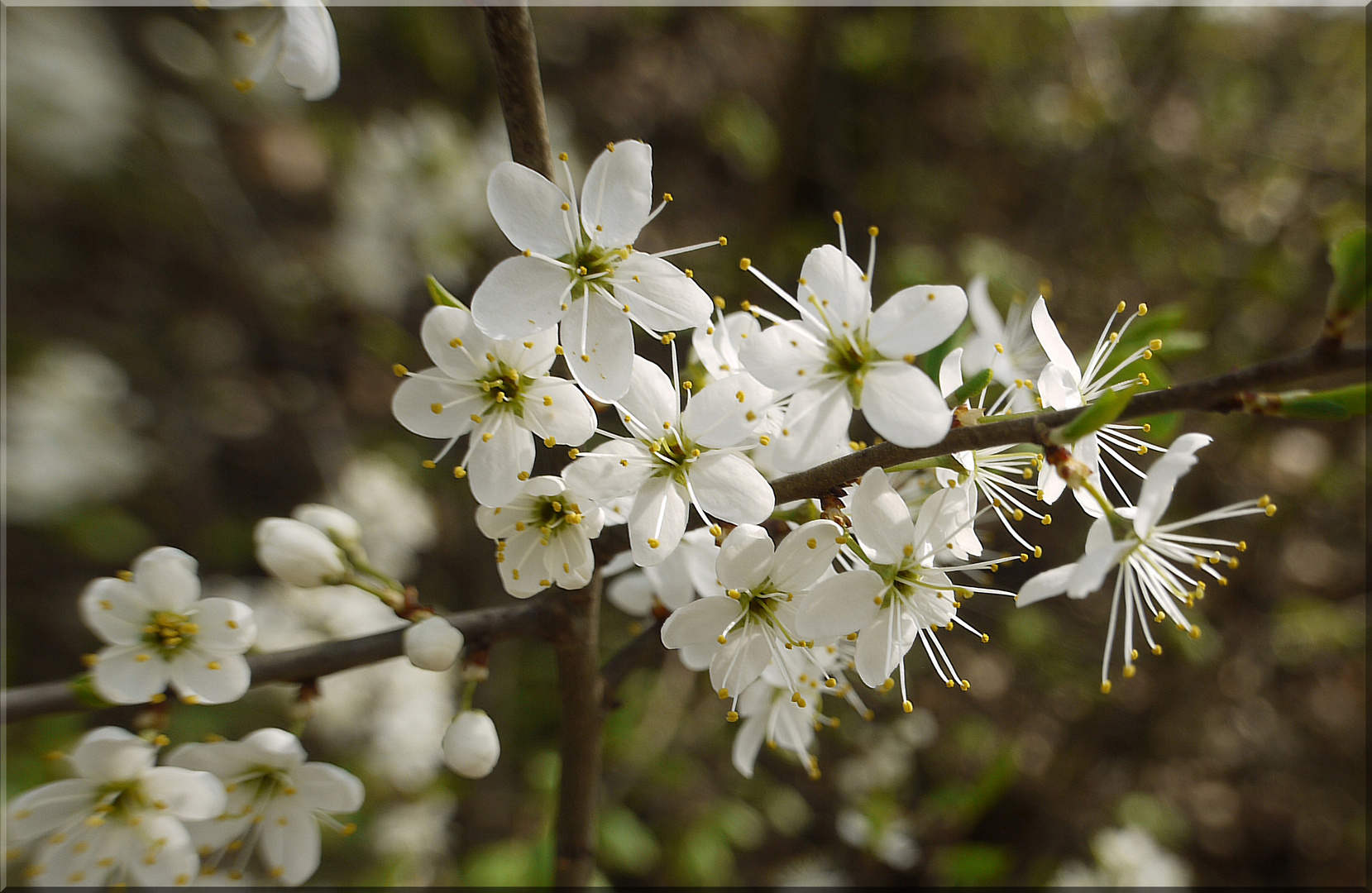 Apfelblüte