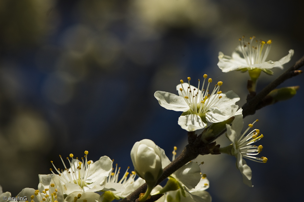 Apfelblüte