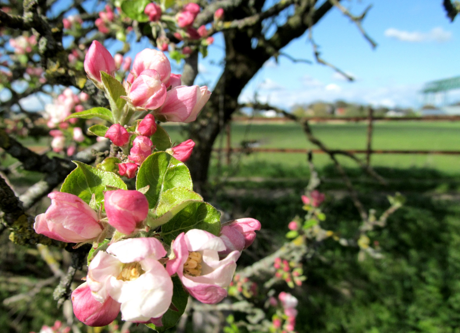 Apfelblüte ...