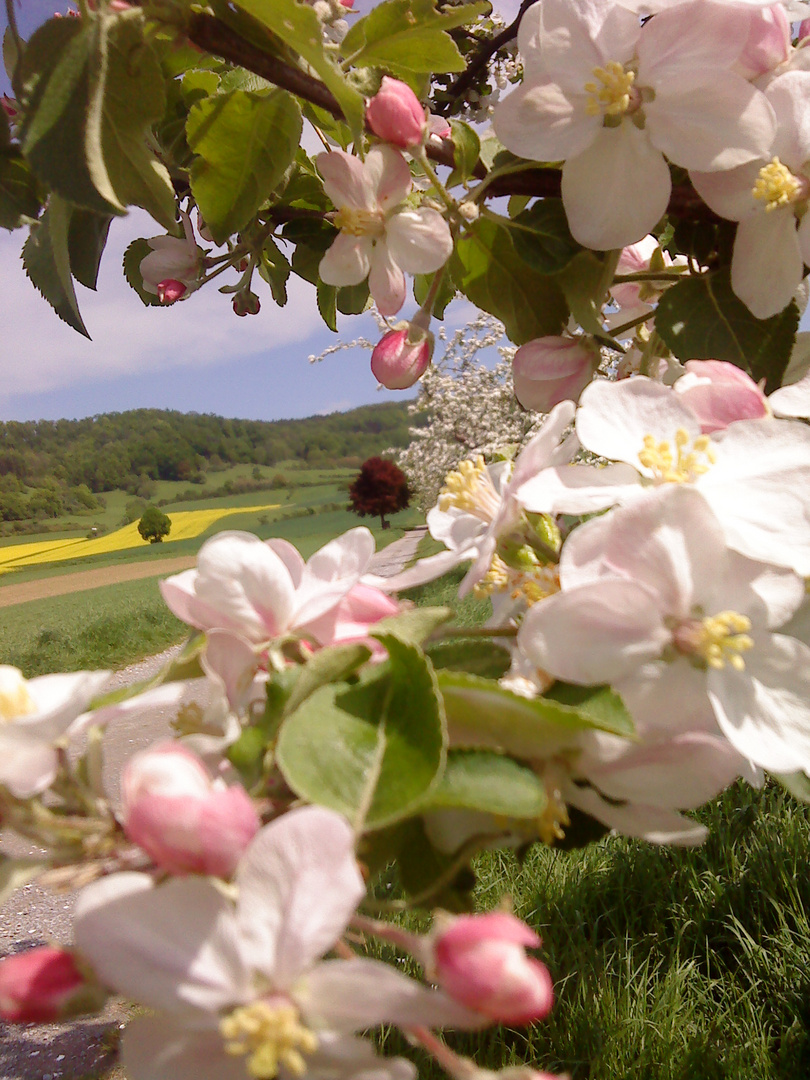 Apfelblüte