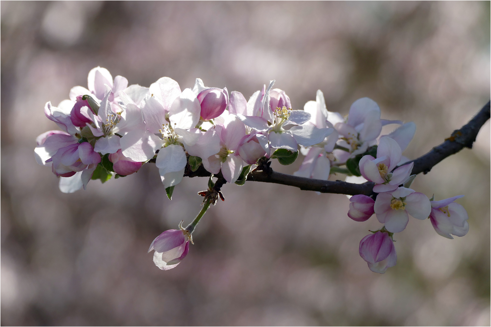 APFELBLÜTE