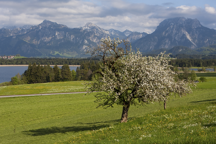 Apfelblüte