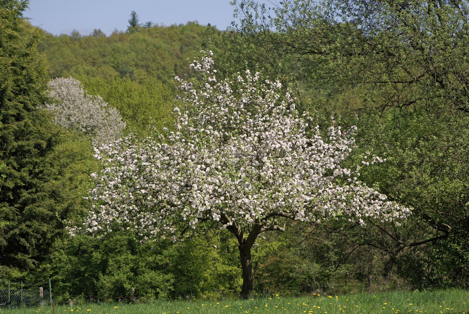 Apfelblüte