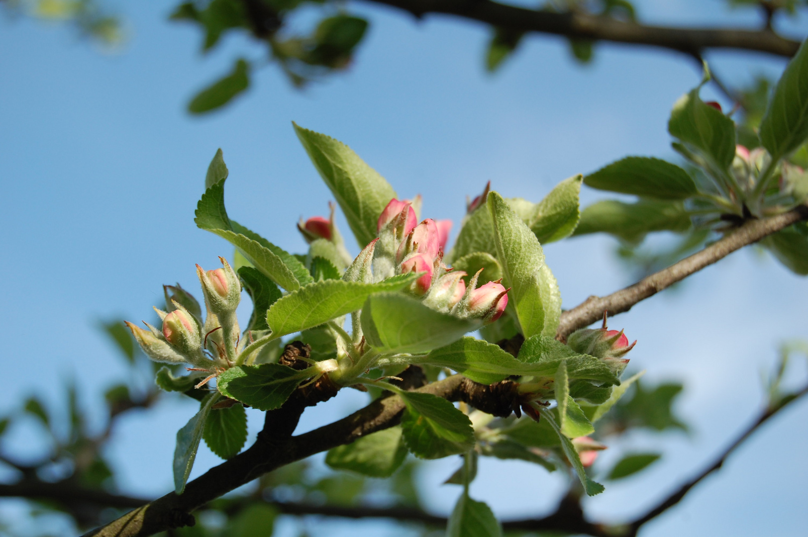 Apfelblüte