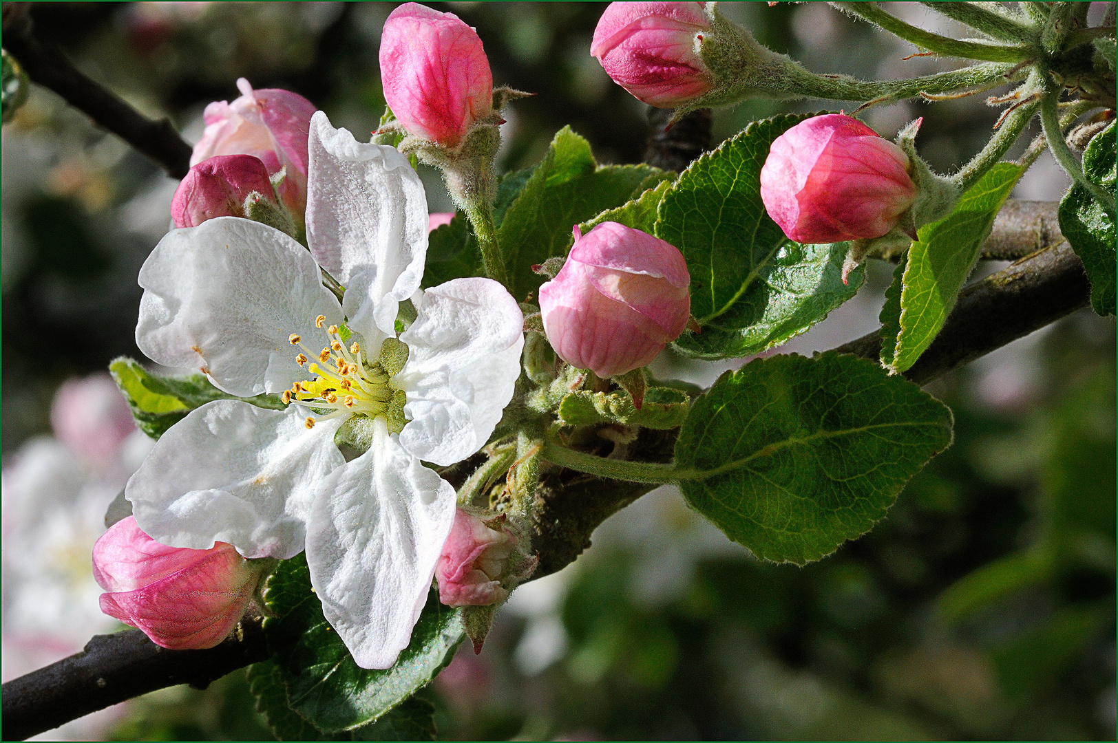 Apfelblüte