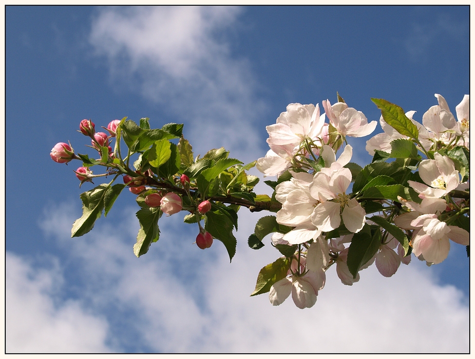 Apfelblüte