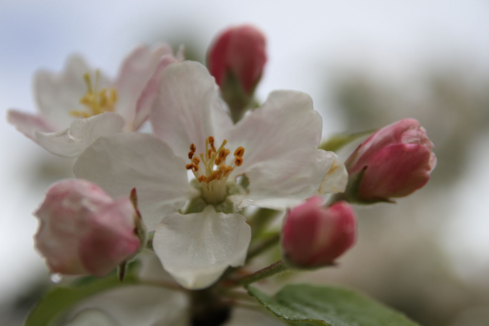 Apfelblüte