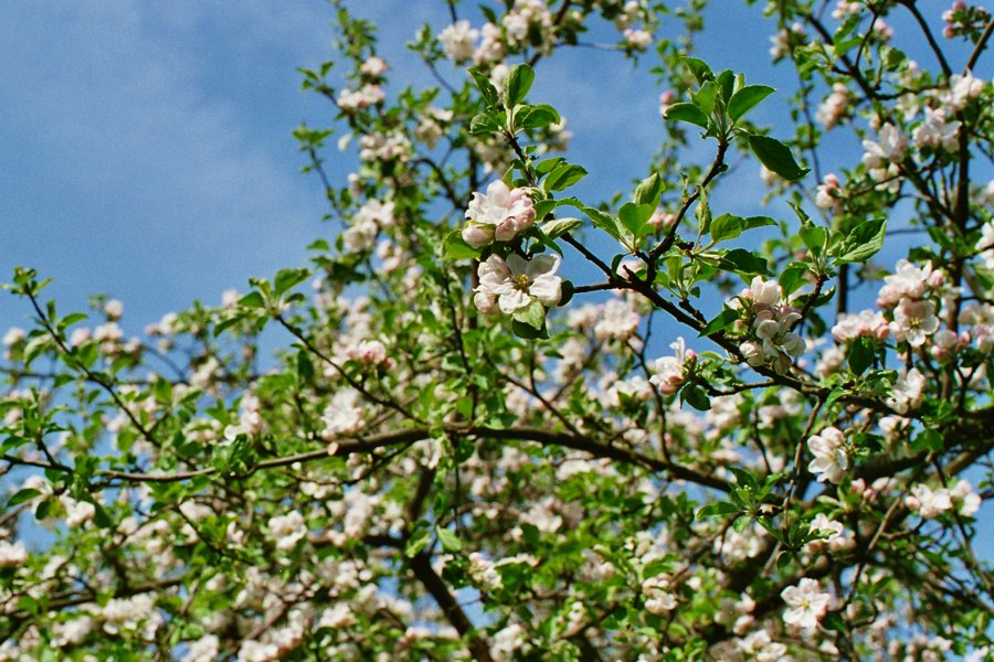 apfelblüte