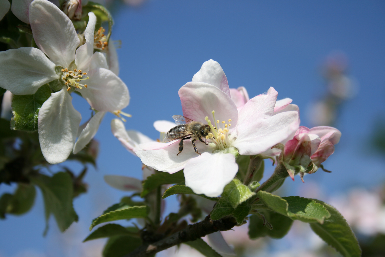 Apfelblüte