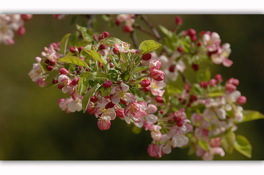 Apfelblüte