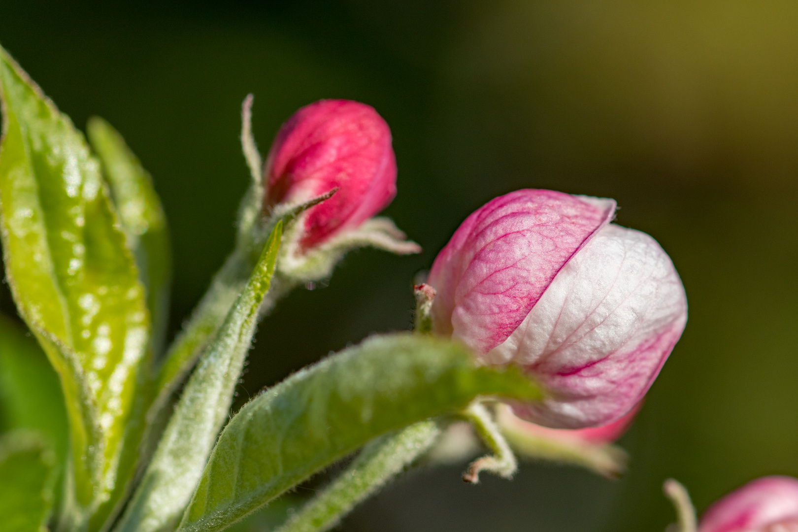 Apfelblüte