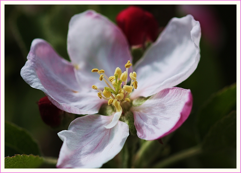 Apfelblüte