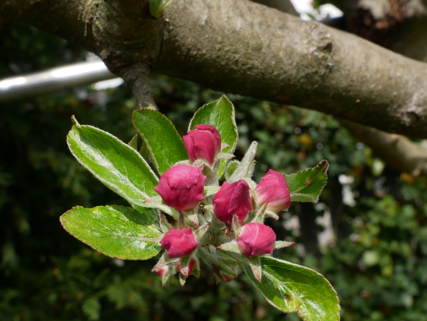 Apfelblüte