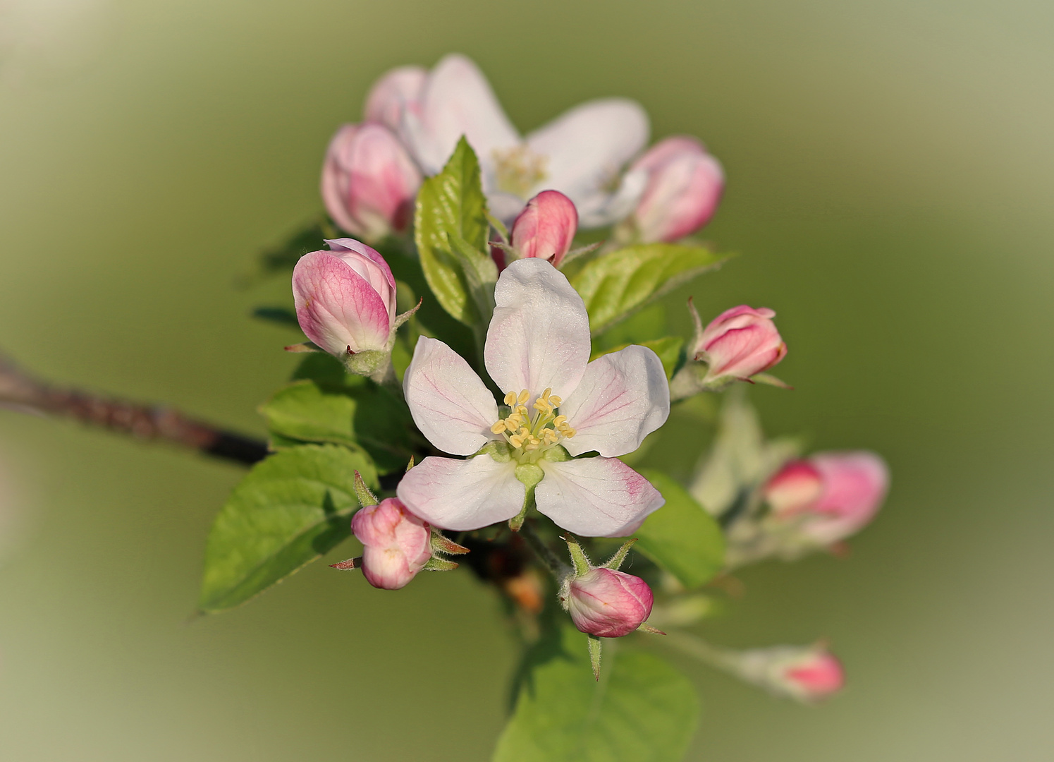 Apfelblüte