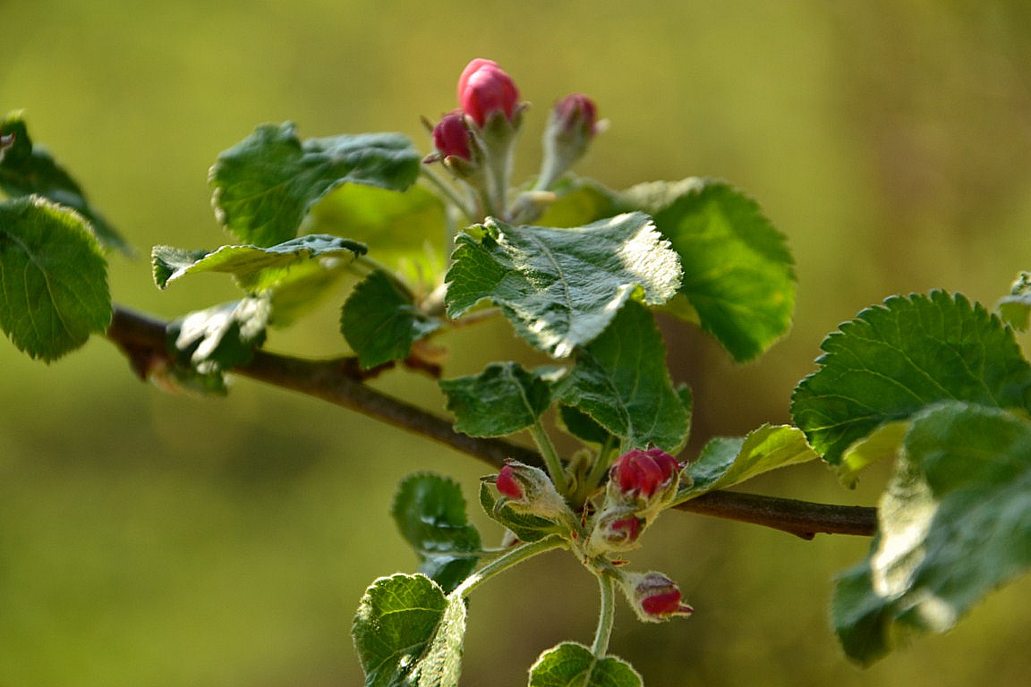 Apfelblüte