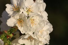 (Apfel?)Blüte