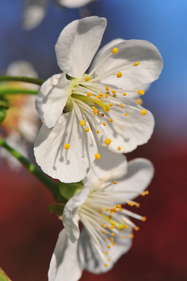 Apfelblüte