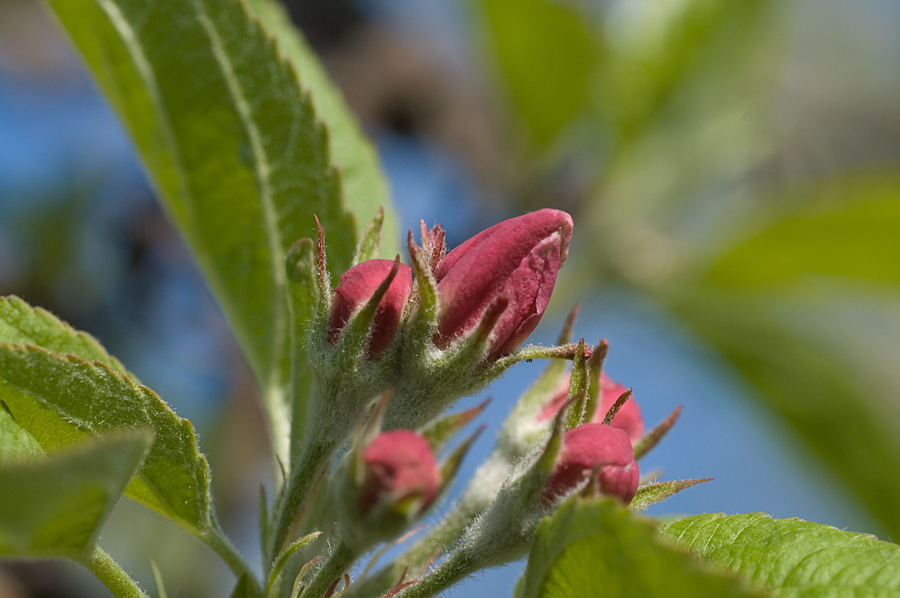 Apfelblüte