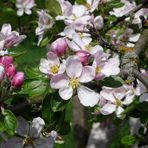 Apfelblüte -Der Brettacher