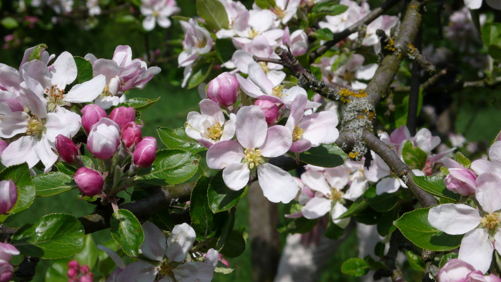 Apfelblüte -Der Brettacher