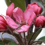 Apfelblüte der Sorte Baya Marisa