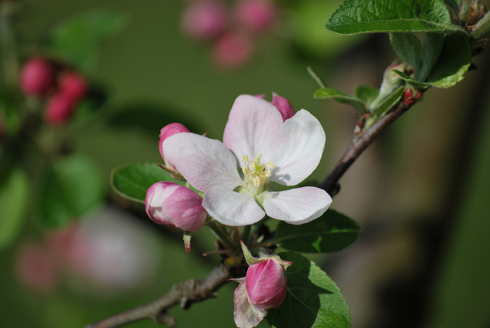 Apfelblüte der Sorte Jonagold