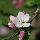 Apfelblüte der Sorte Jonagold