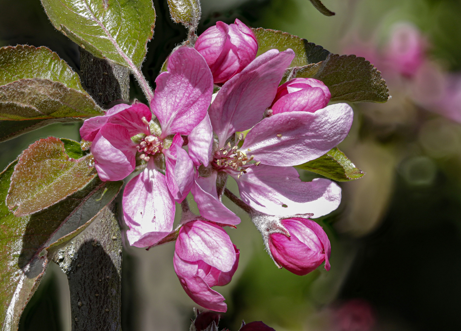 Apfelblüte des Apfels Baya® Marisa