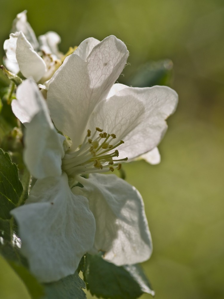 Apfelblüte