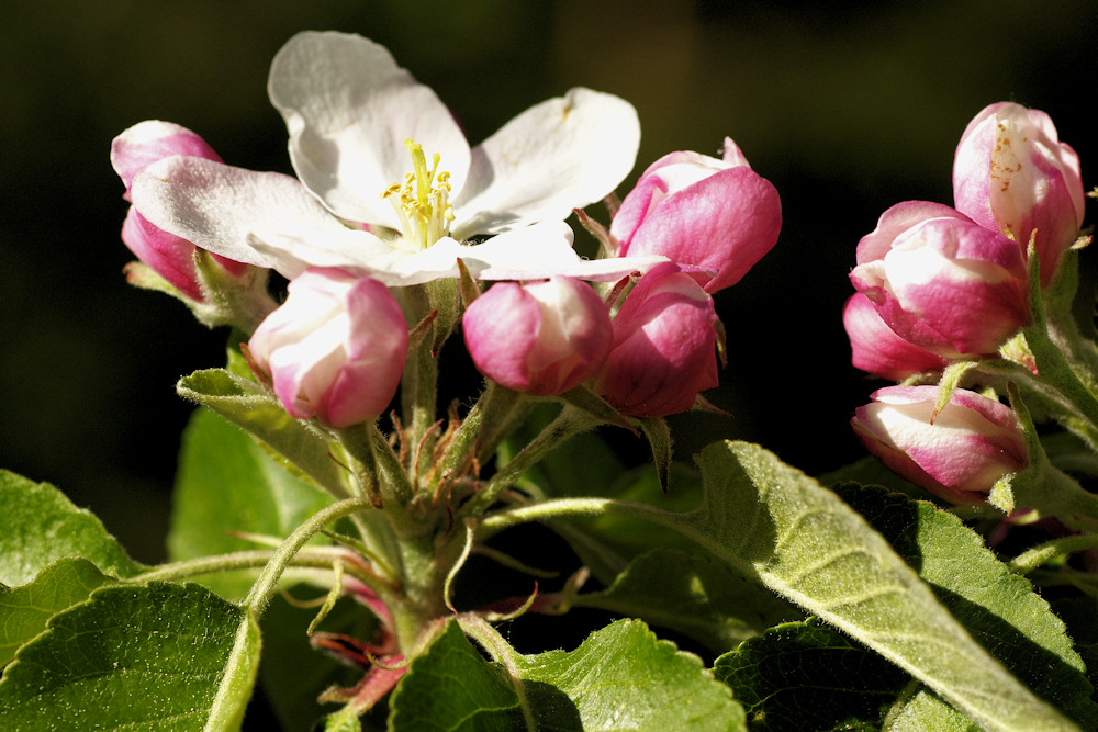 Apfelblüte