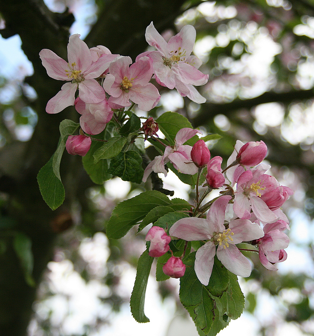 Apfelblüte