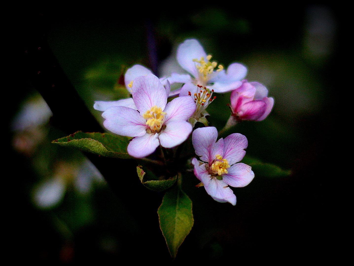 Apfelblüte