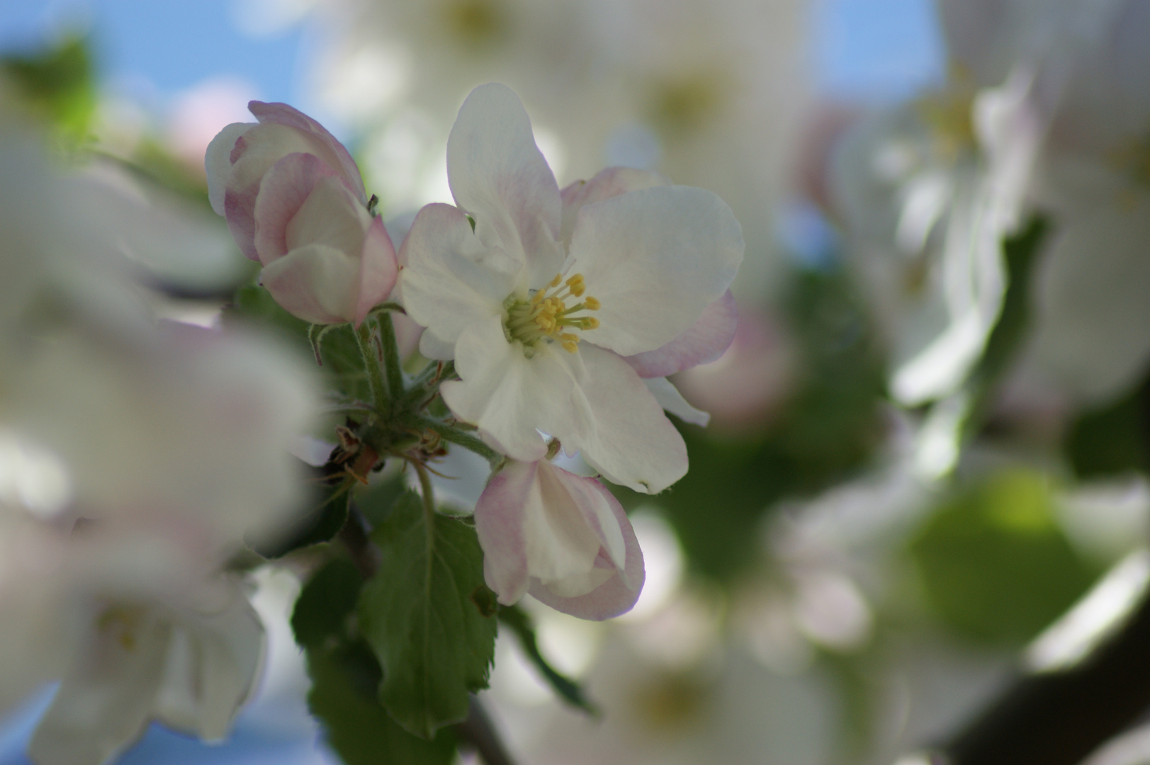 Apfelblüte die 2.