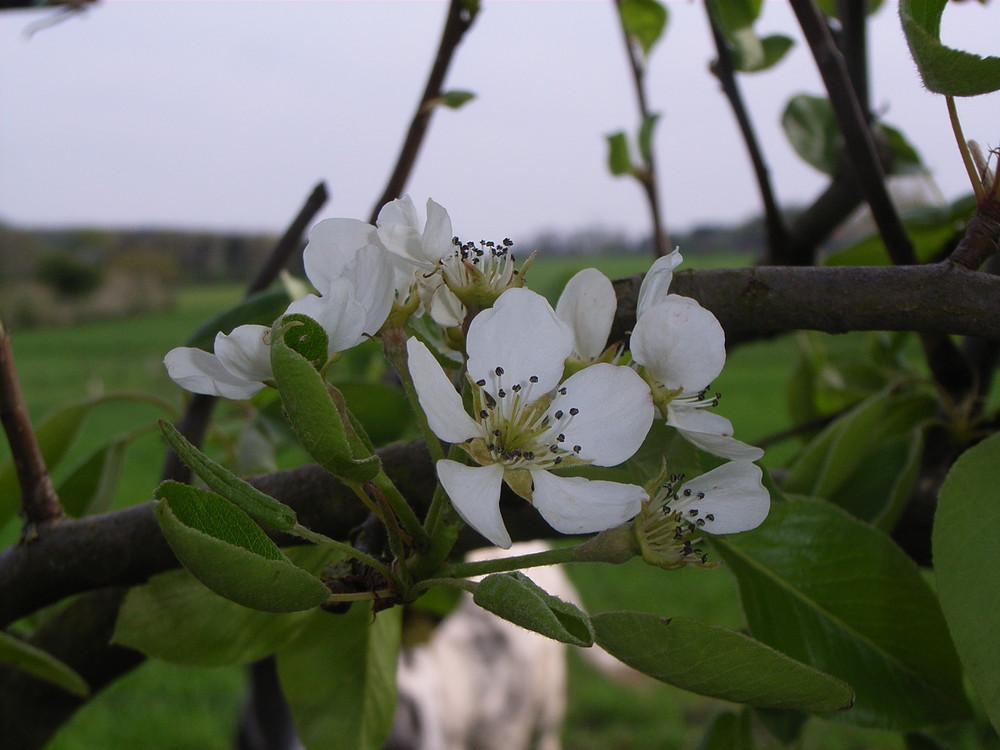 Apfelblüte