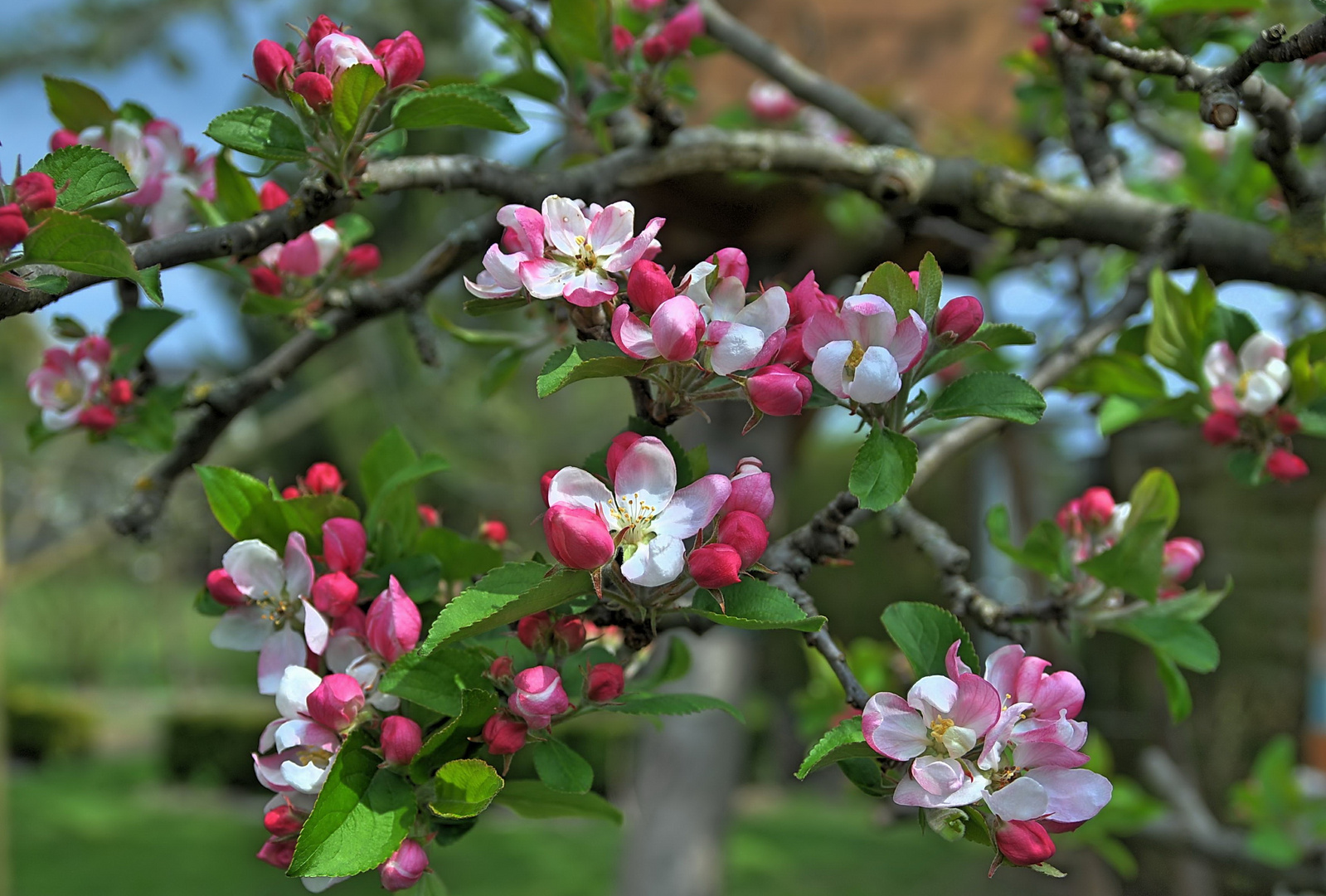 Apfelblüte